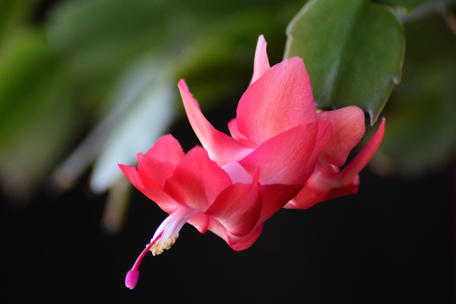 Nikon D3300 sample photo. Cactus, christmas, flower photography