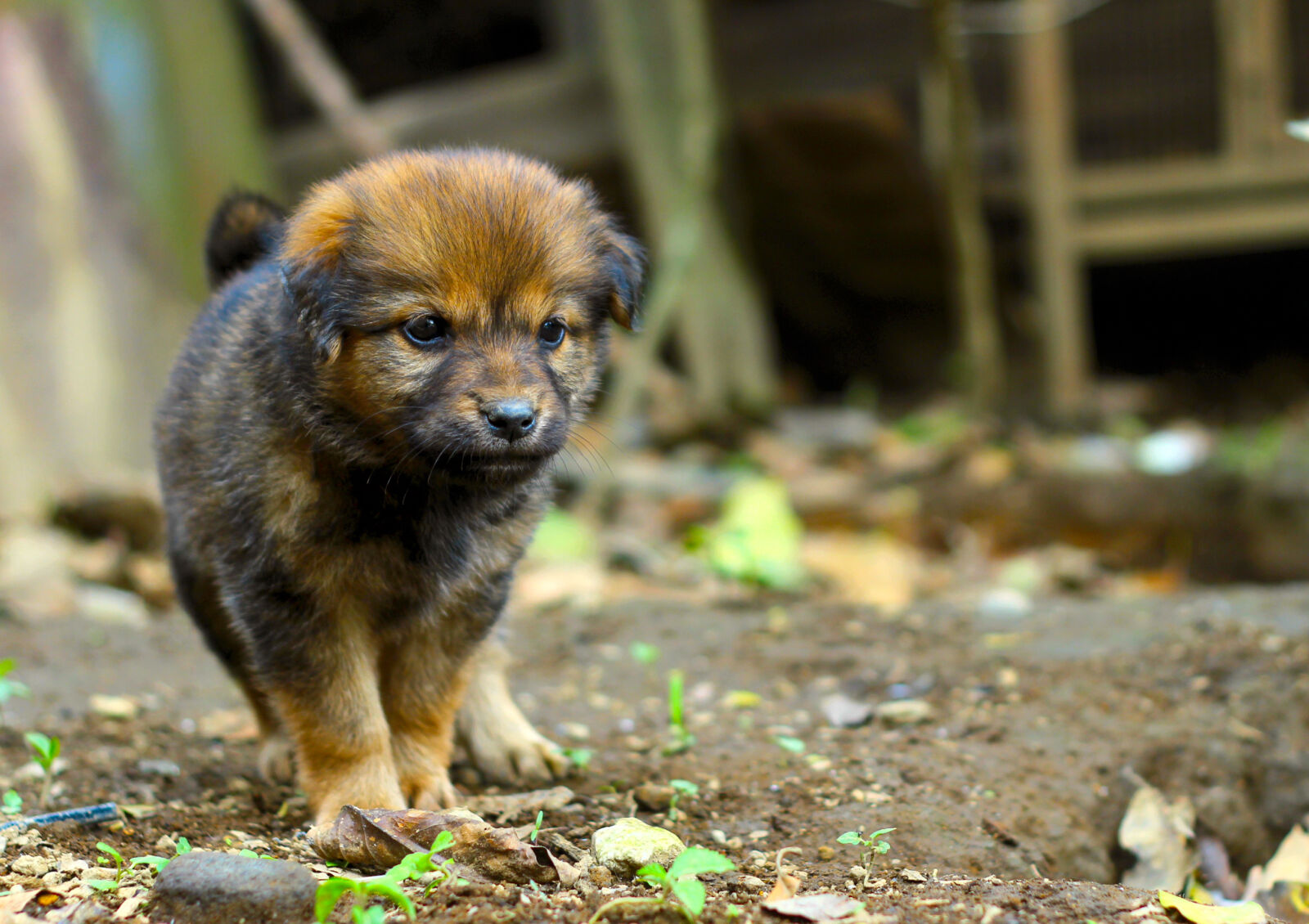 Canon EOS 600D (Rebel EOS T3i / EOS Kiss X5) sample photo. Animal, animal, photography, animal photography