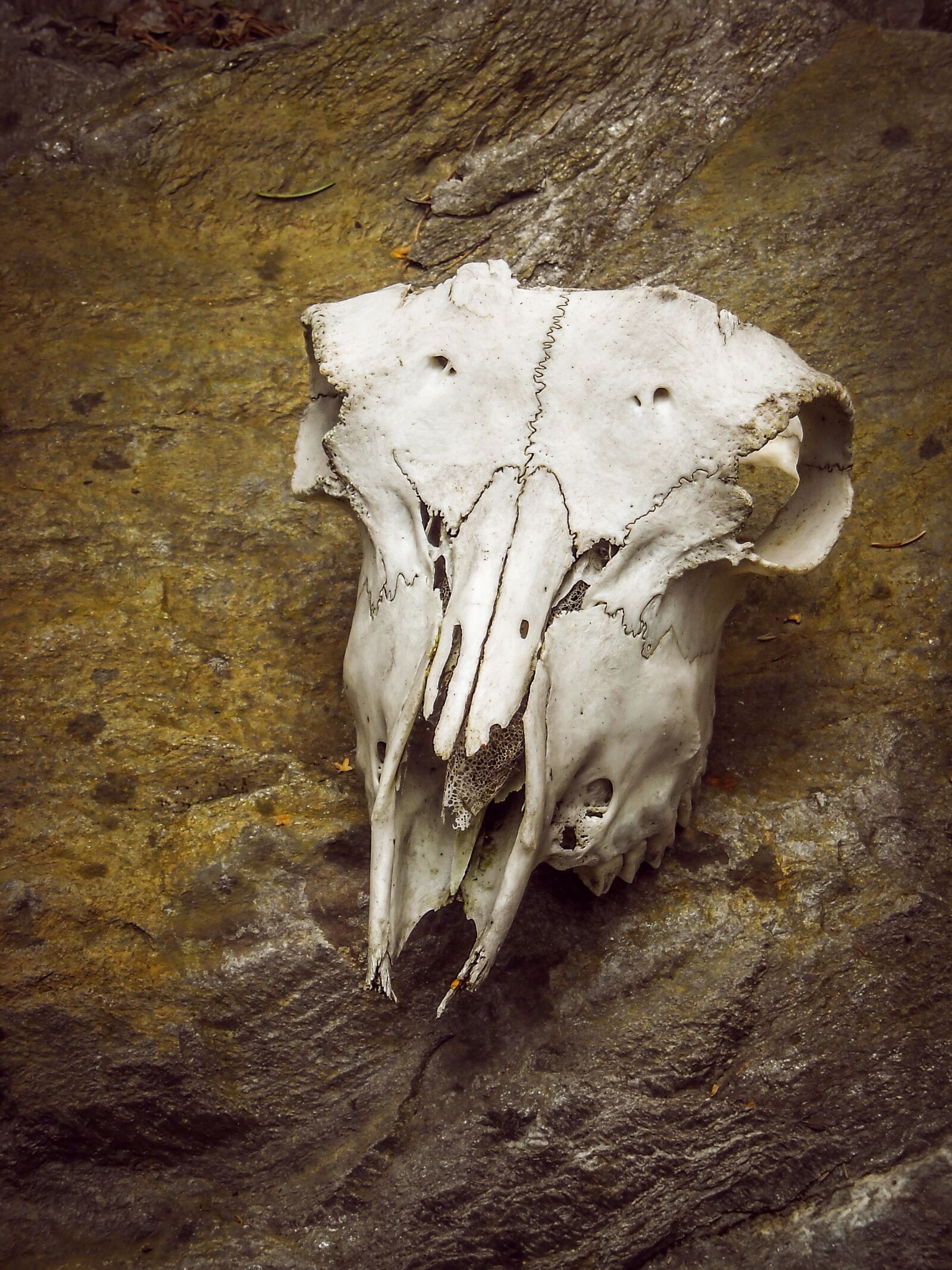 Nikon Coolpix L16 sample photo. Skull, animal, skeleton photography