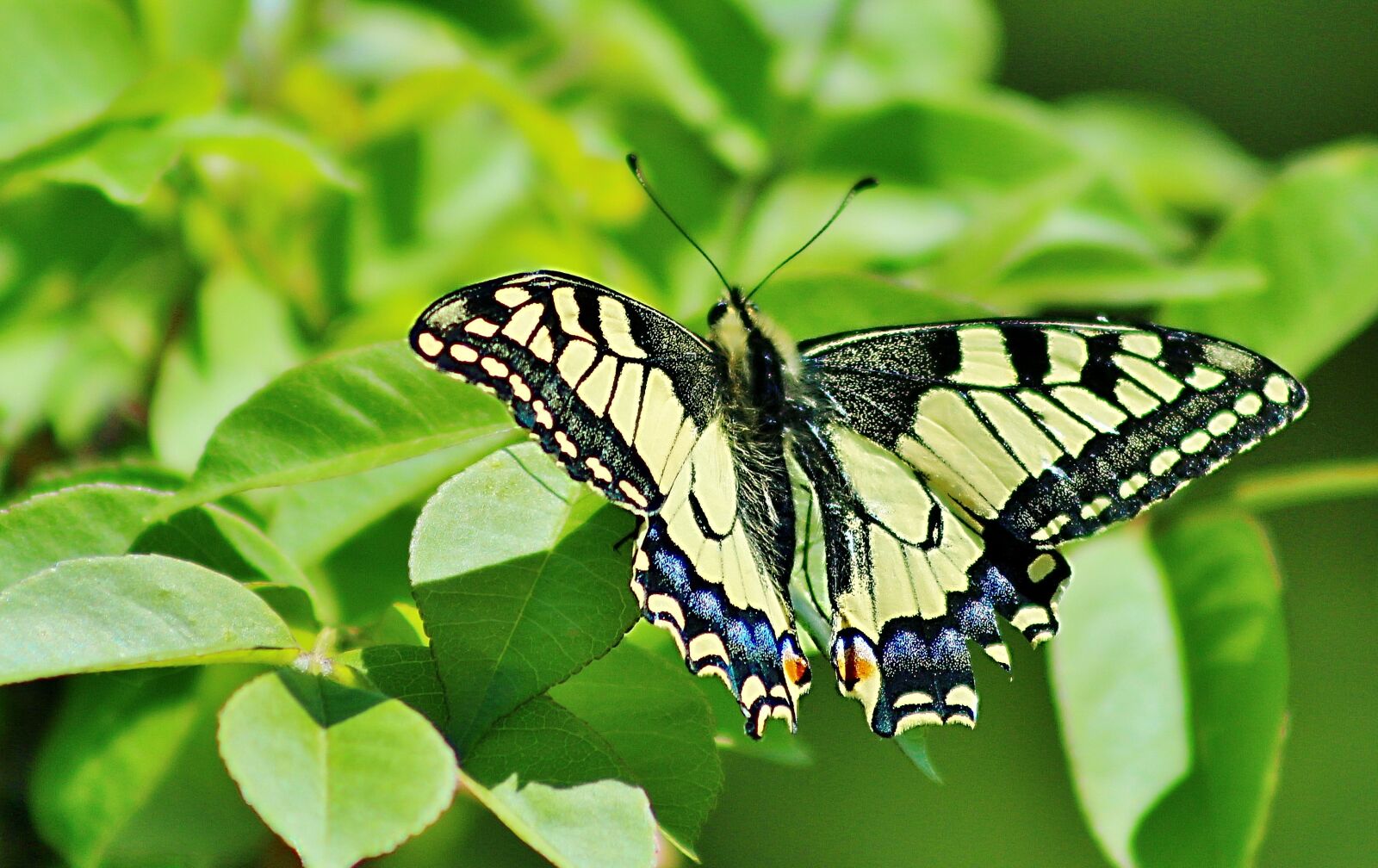 Canon EOS 650D (EOS Rebel T4i / EOS Kiss X6i) sample photo. Butterfly, nature, insect photography