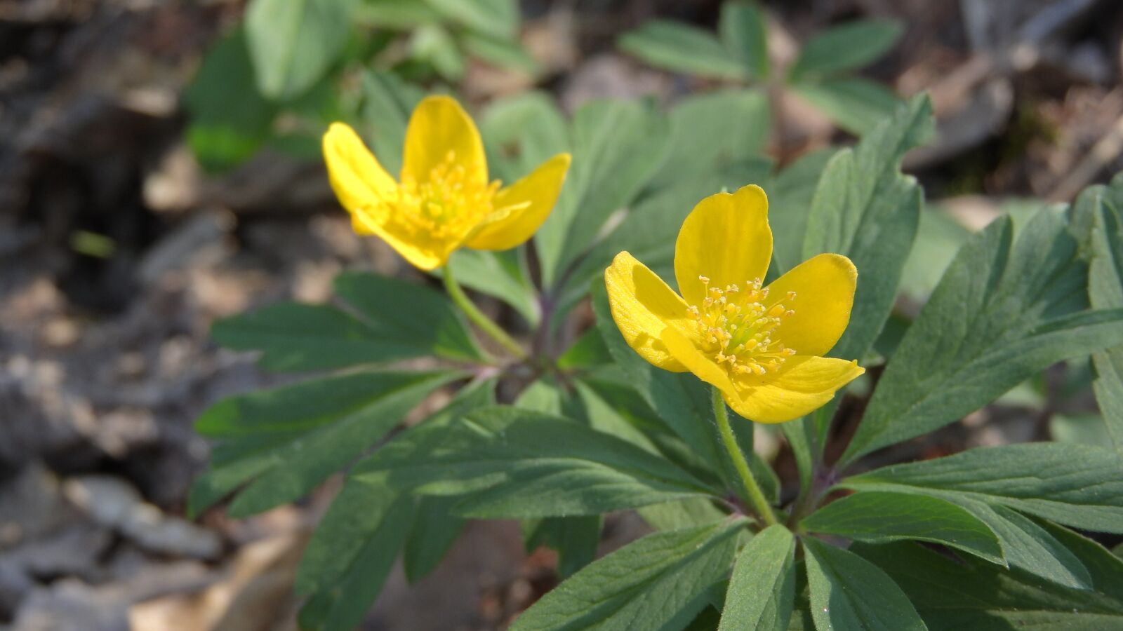 Nikon Coolpix P610 sample photo. Anemone ranunculoides, anemone, prysky photography