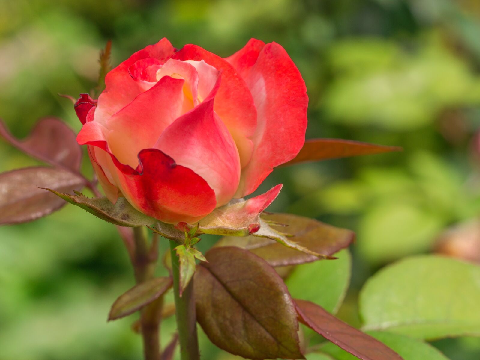 Panasonic DMC-G81 sample photo. Flower, rose, garden photography