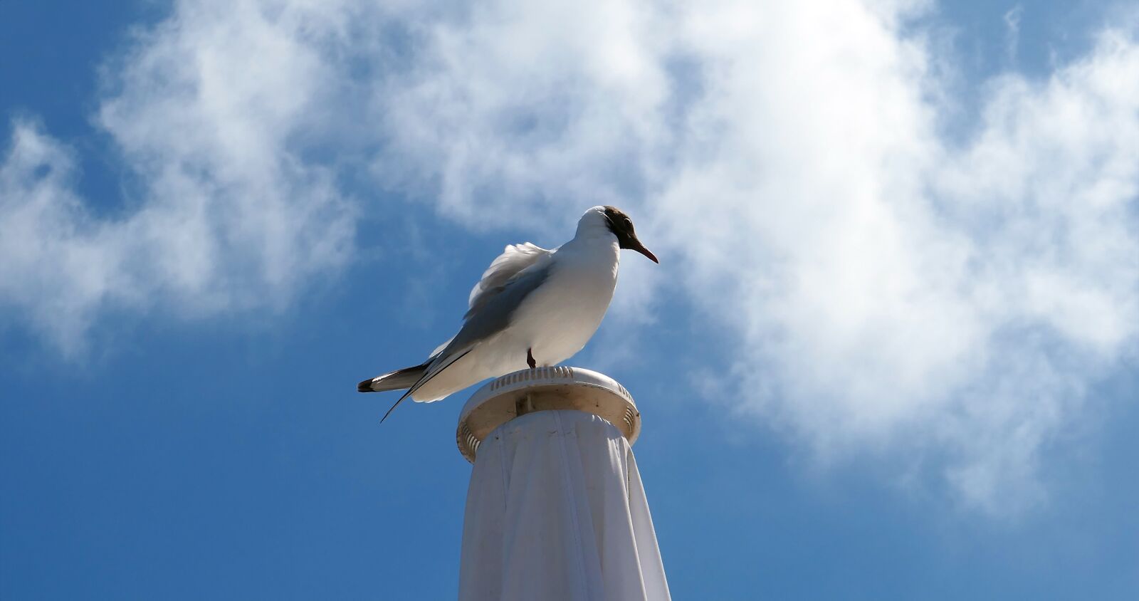 Panasonic Lumix DMC-LX10 (Lumix DMC-LX15) sample photo. Gull, poultry, flying photography