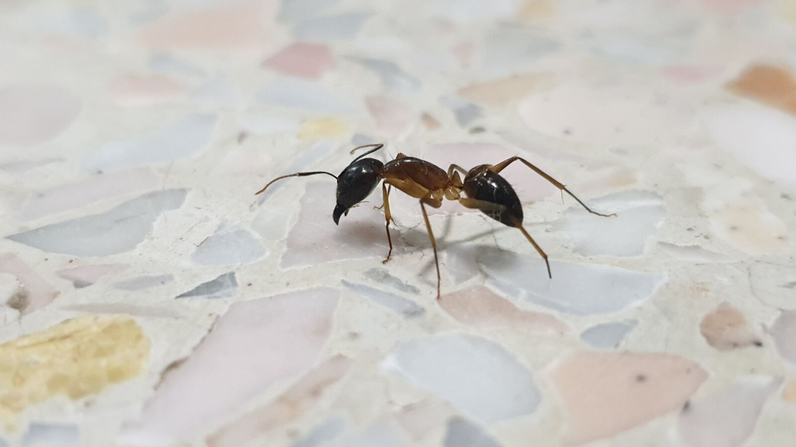 Samsung Galaxy S9+ sample photo. Ant, ants, animals photography