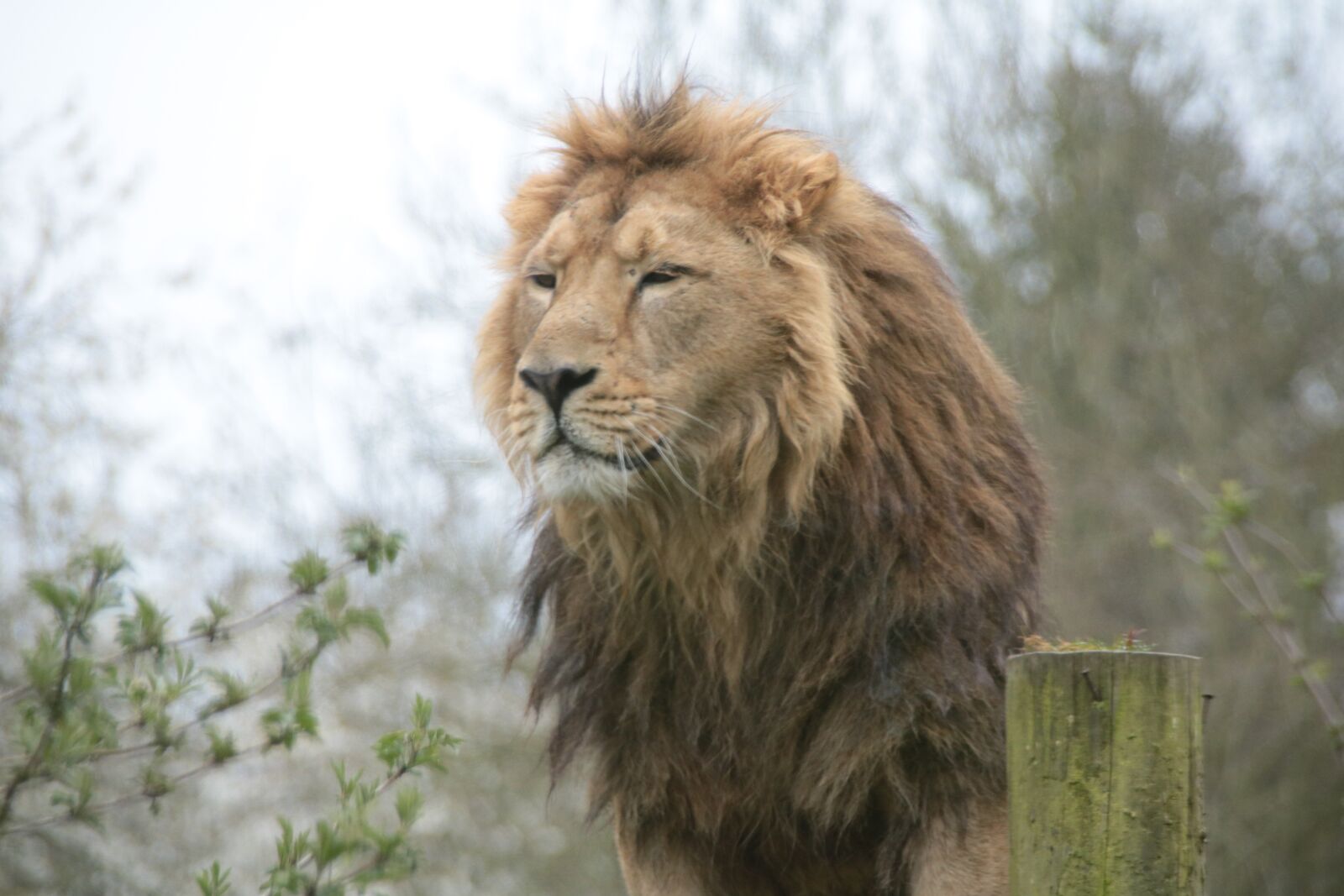 Canon EOS 760D (EOS Rebel T6s / EOS 8000D) sample photo. Lion, wildlife, big photography