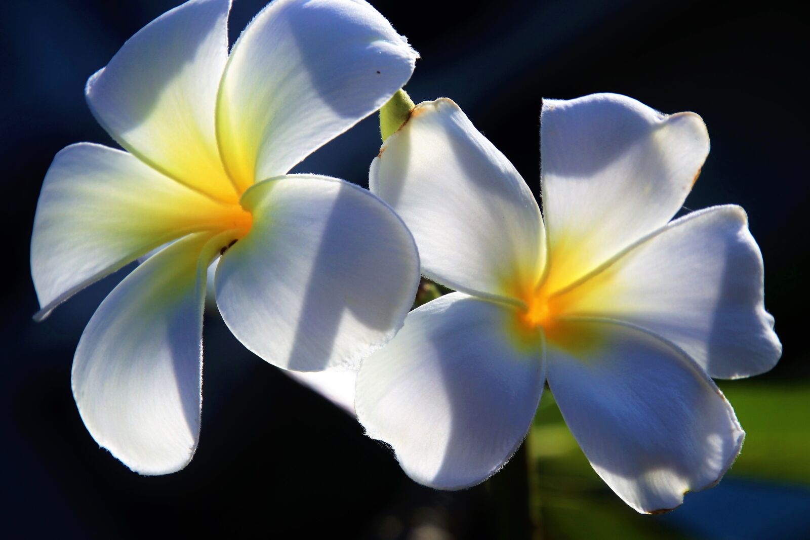 Canon EOS 80D sample photo. Flower, plumeria, petal photography