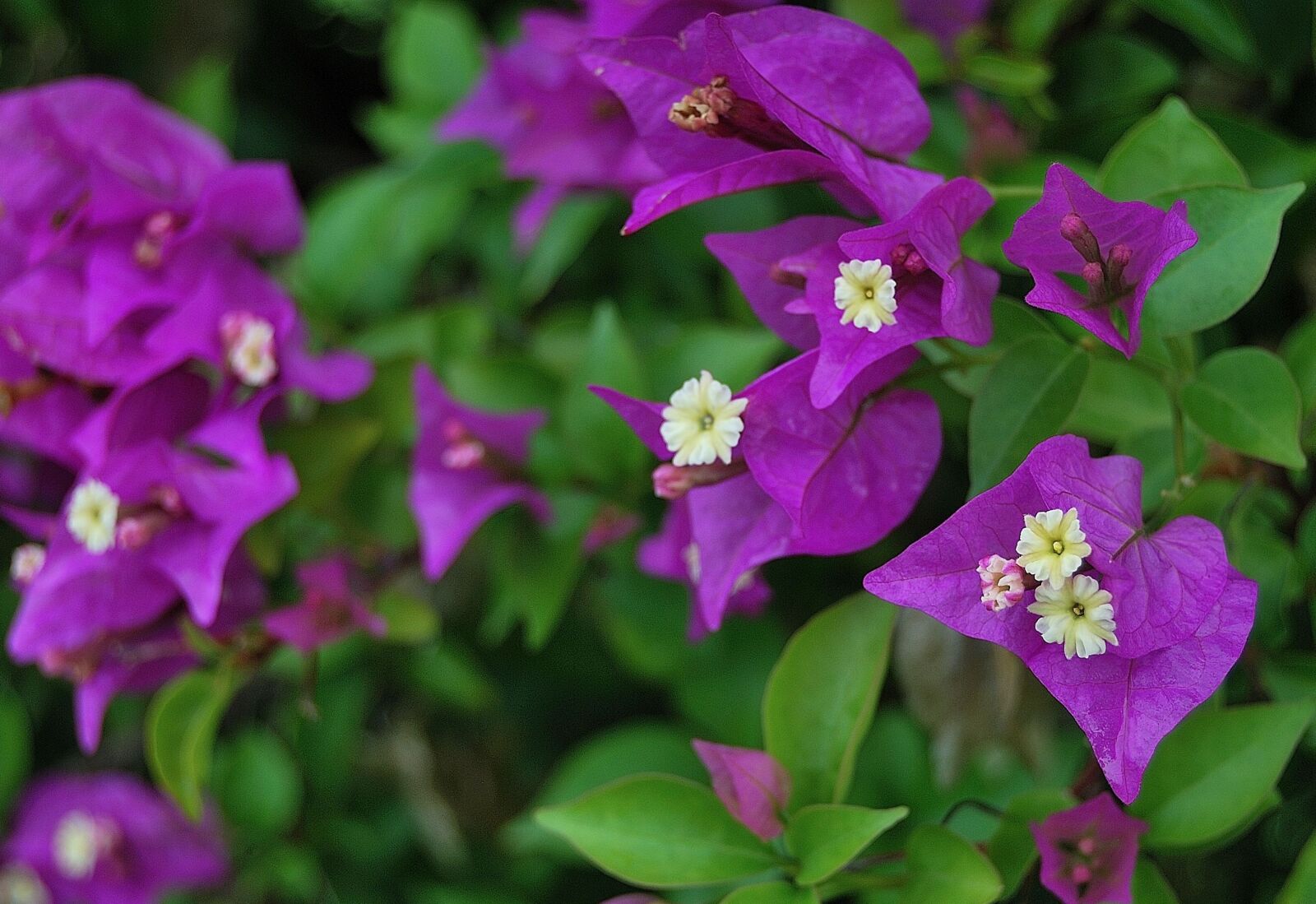 Nikon D60 sample photo. Flowers, violet, purple flowers photography
