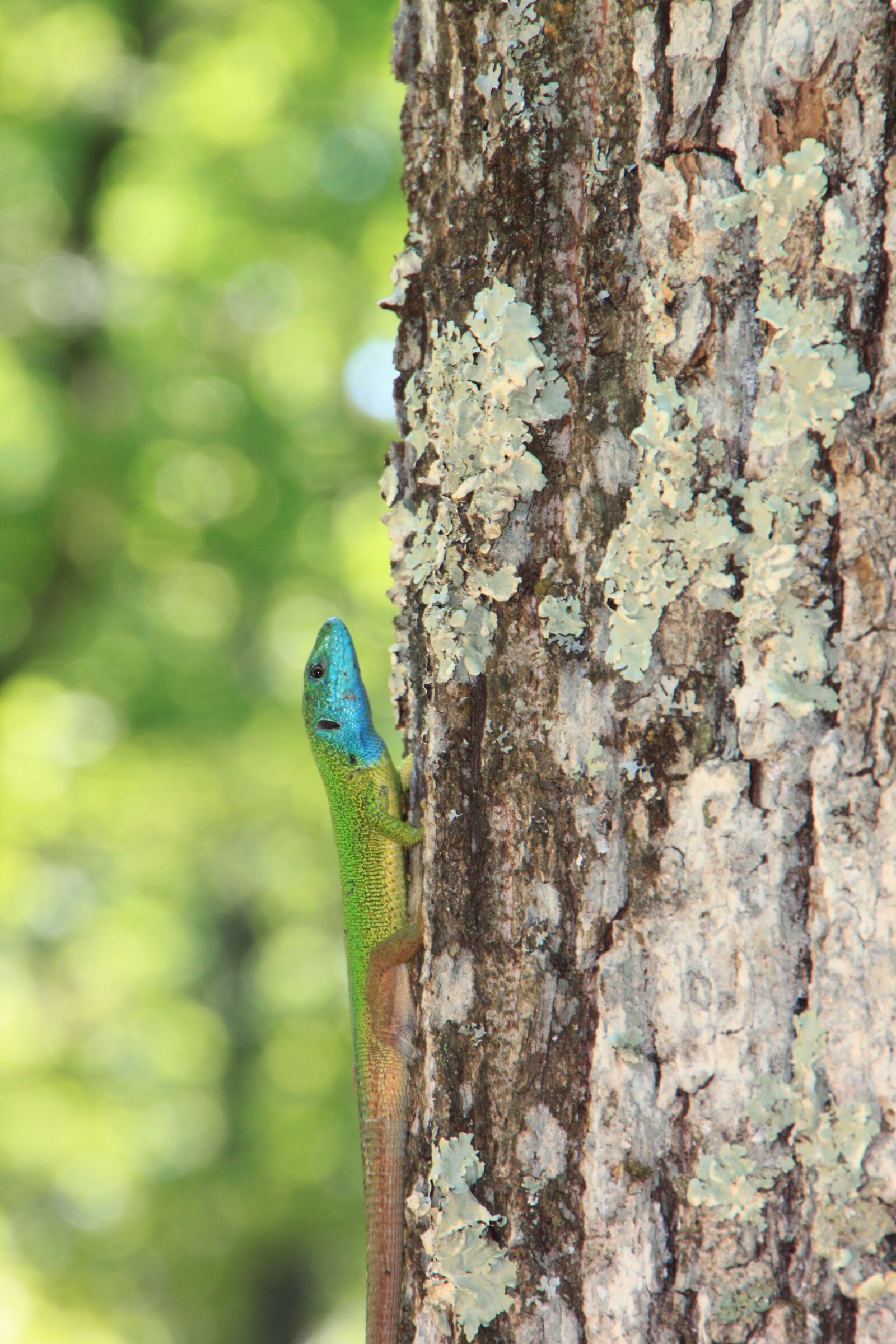 Canon EOS 500D (EOS Rebel T1i / EOS Kiss X3) sample photo. Climbing, forest, green photography