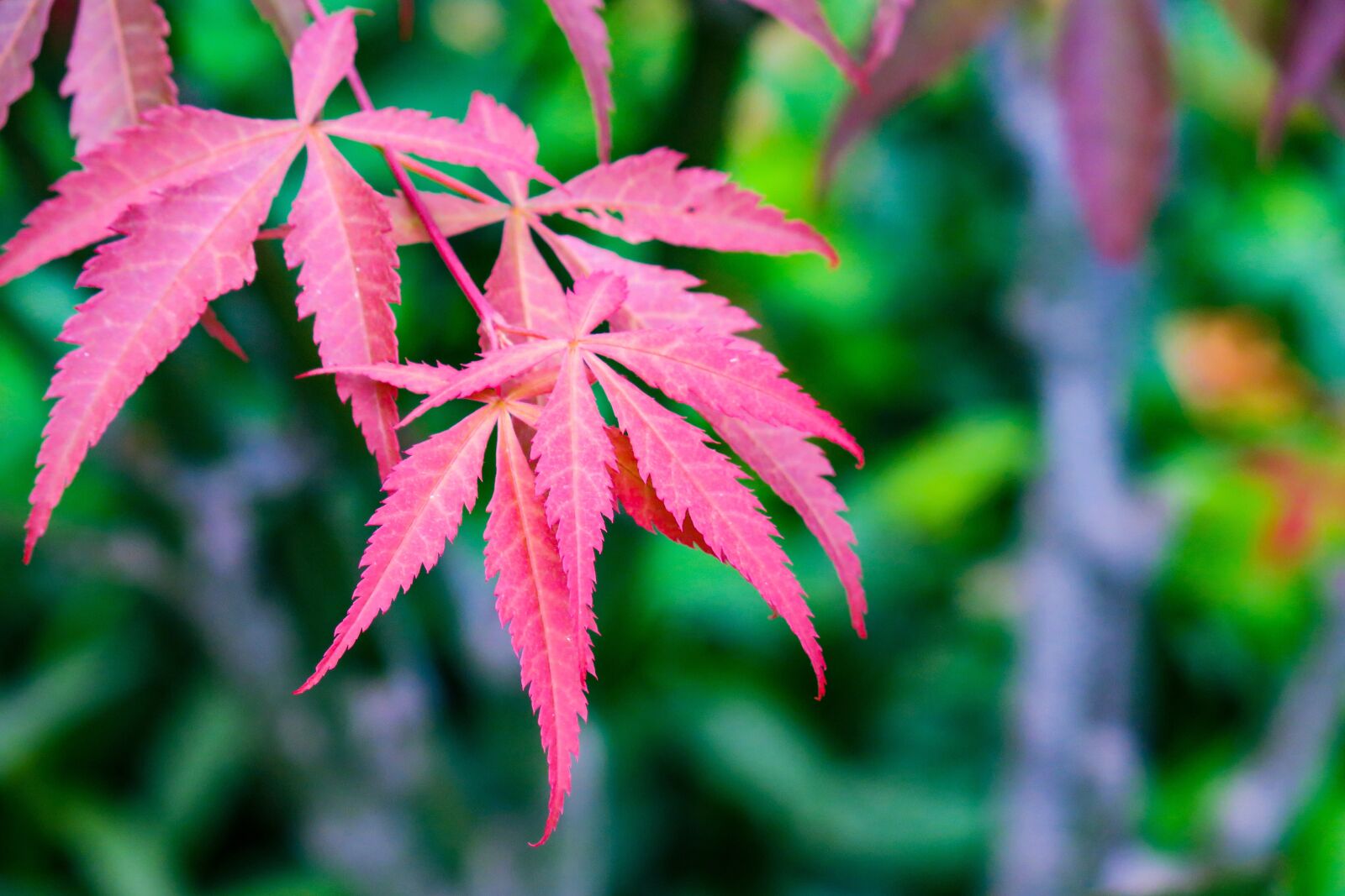 Canon PowerShot G3 X sample photo. Acer palmatum, leaf, nature photography