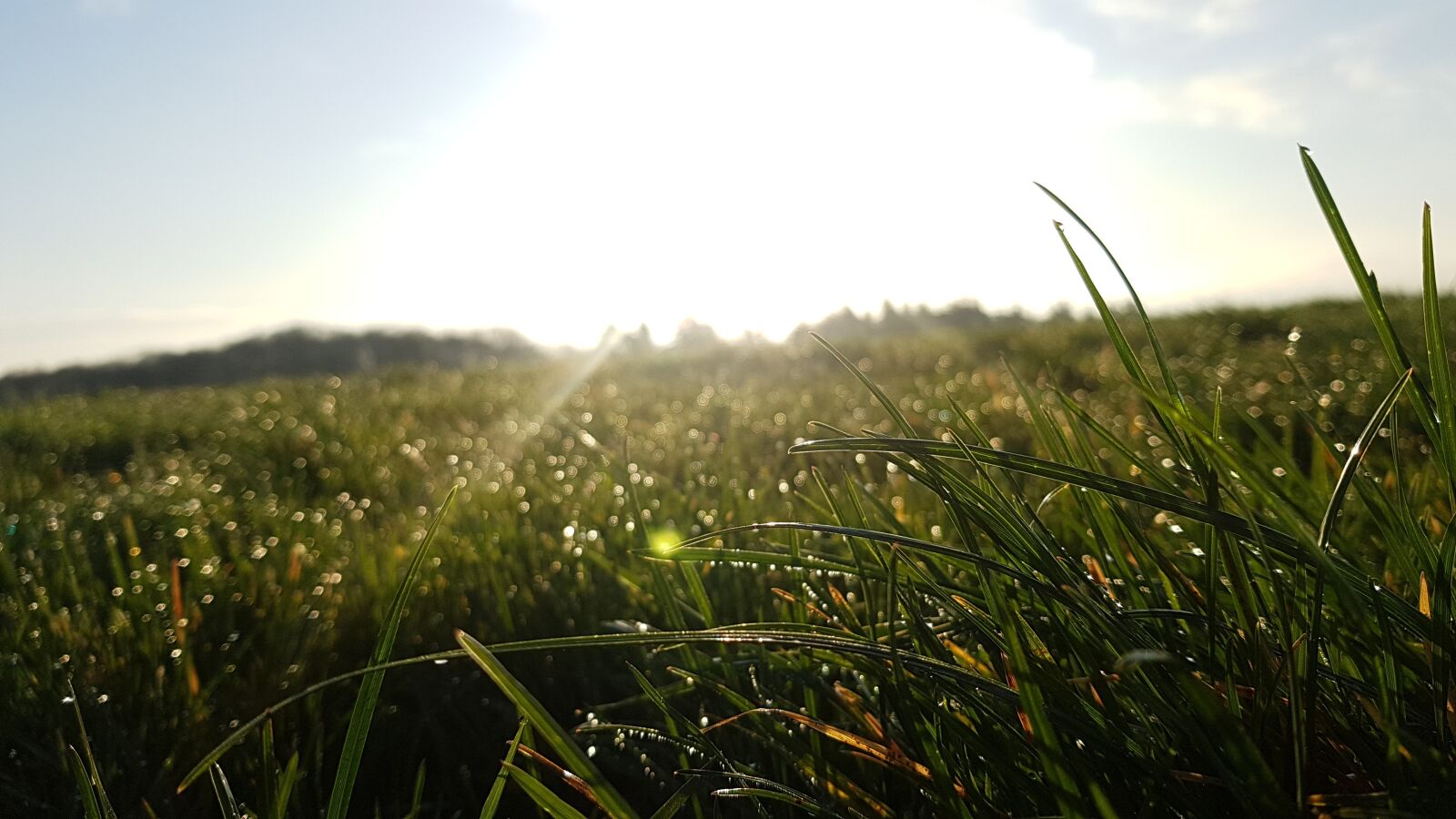 Samsung Galaxy S7 sample photo. Meadow, dew, morgenstimmung photography