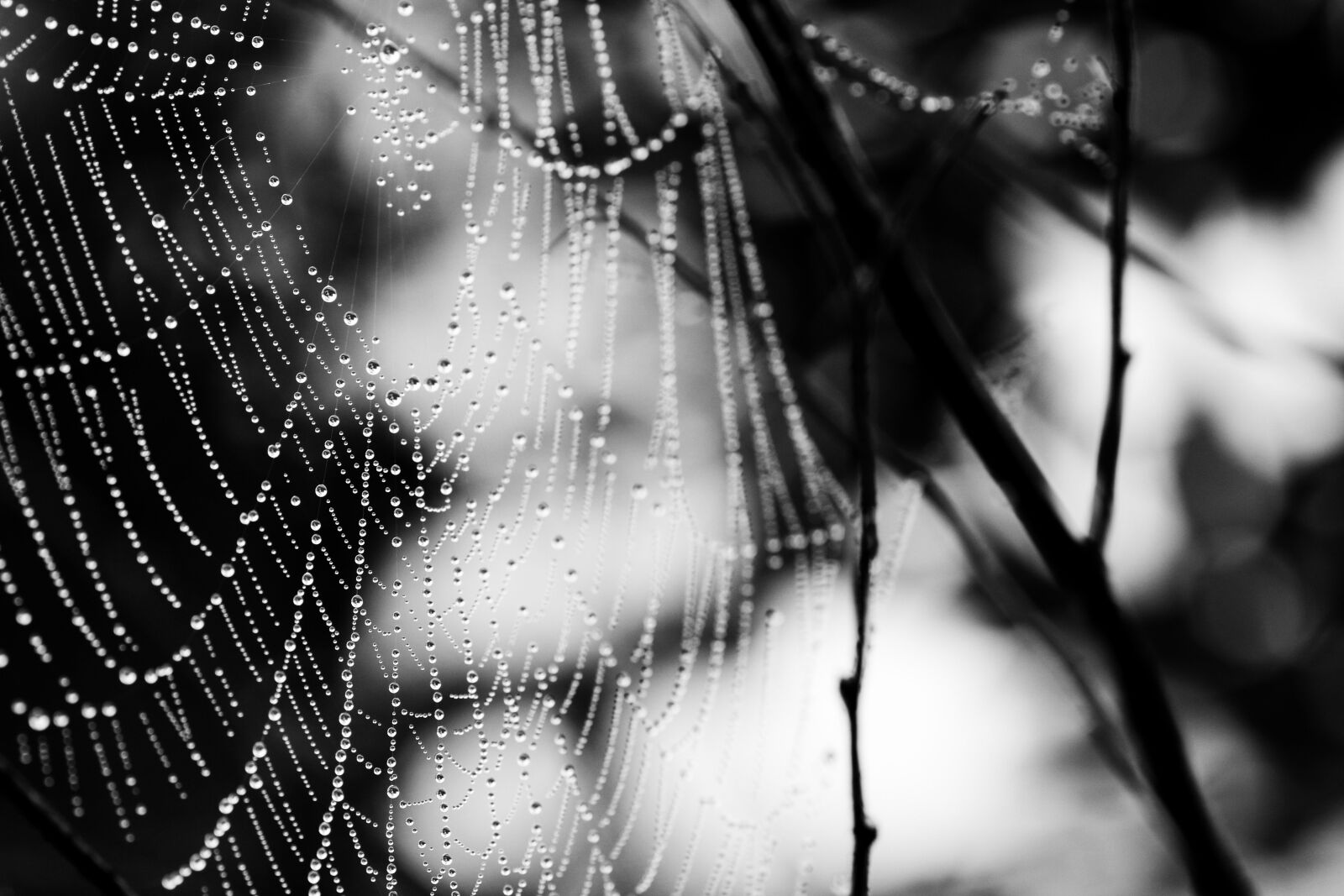 Canon EOS 7D Mark II + Canon EF 135mm F2L USM sample photo. Cobweb, spider web, nature photography