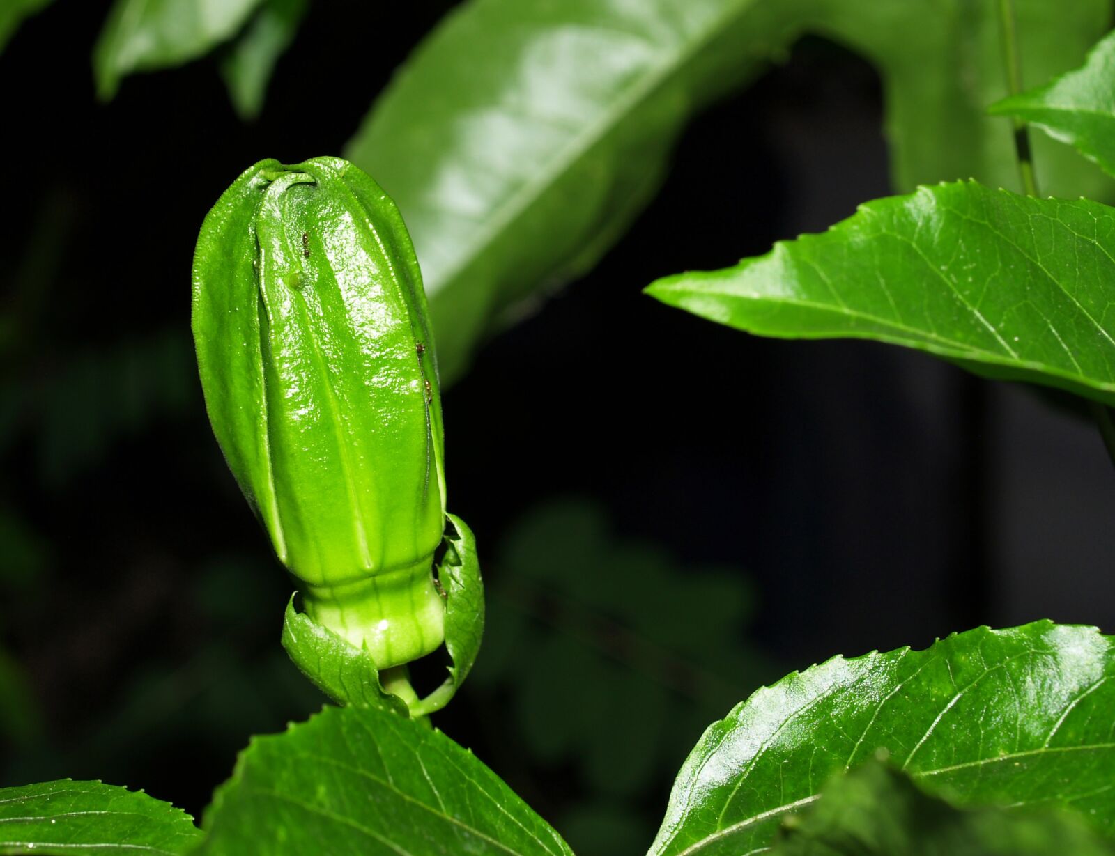 Olympus E-300 (EVOLT E-300) sample photo. Passion, flower, fruit photography