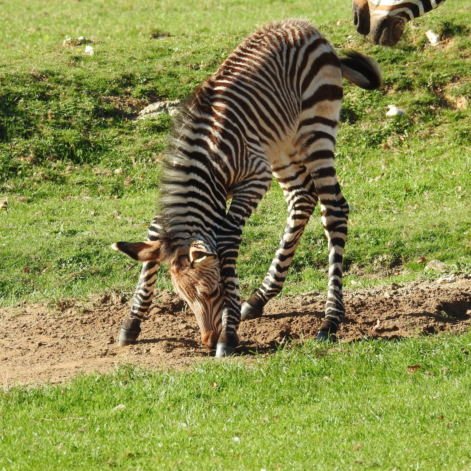 Nikon Coolpix P900 sample photo. Zebra, foal, baby photography