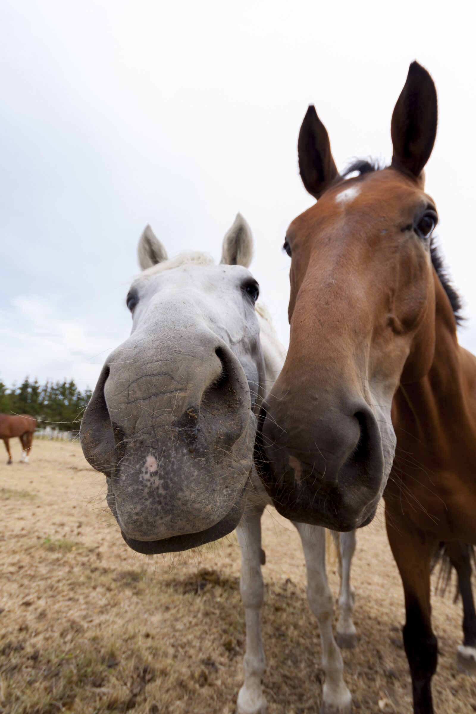 Canon EOS 50D sample photo. Horse, animal, horse head photography