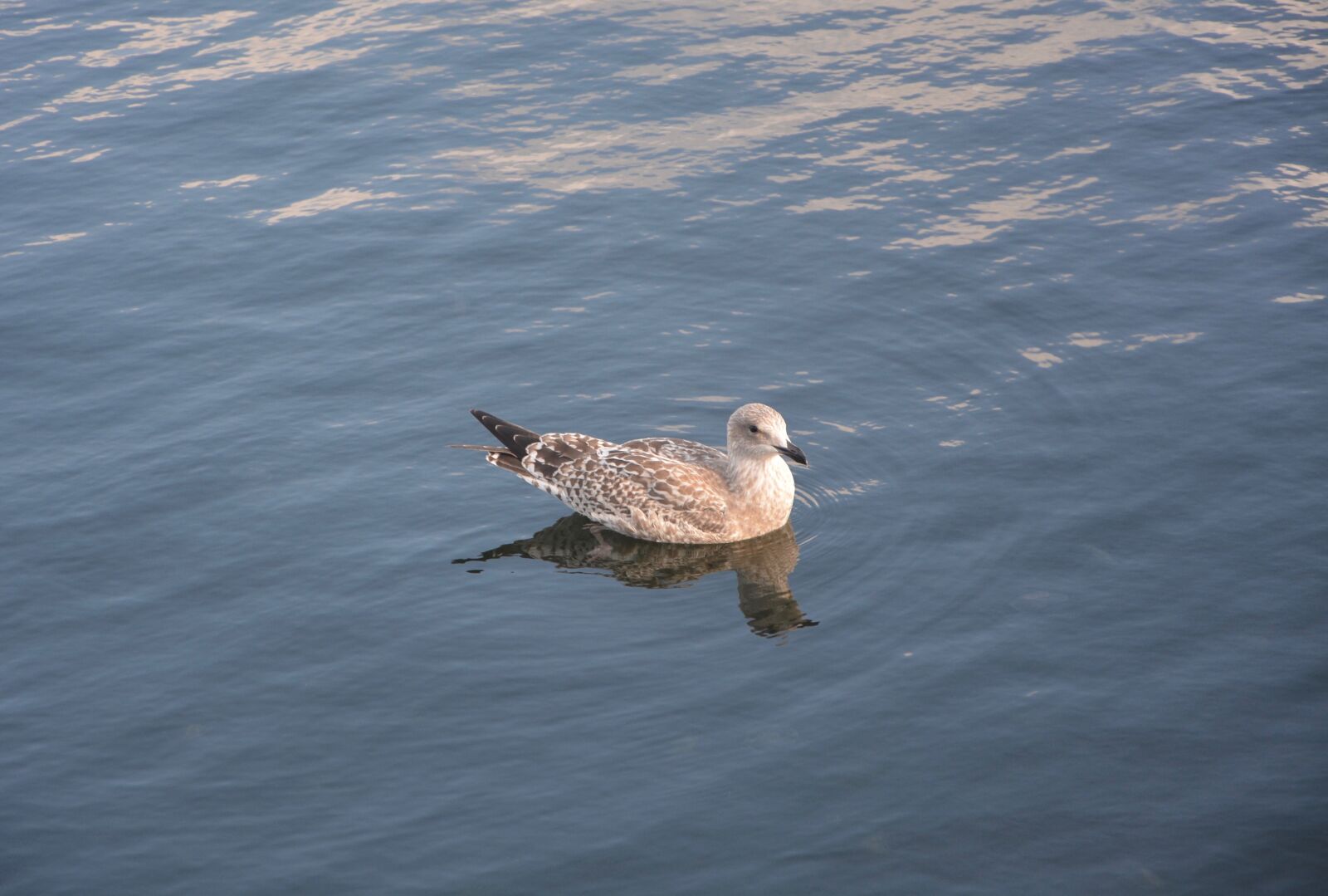 Nikon D5200 sample photo. Seagull, water, sea photography