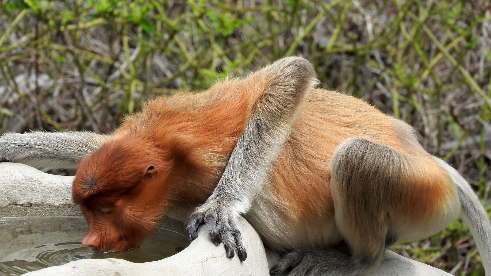 Nikon Coolpix P610 sample photo. Borneo, sepilok, proboscis monkey photography