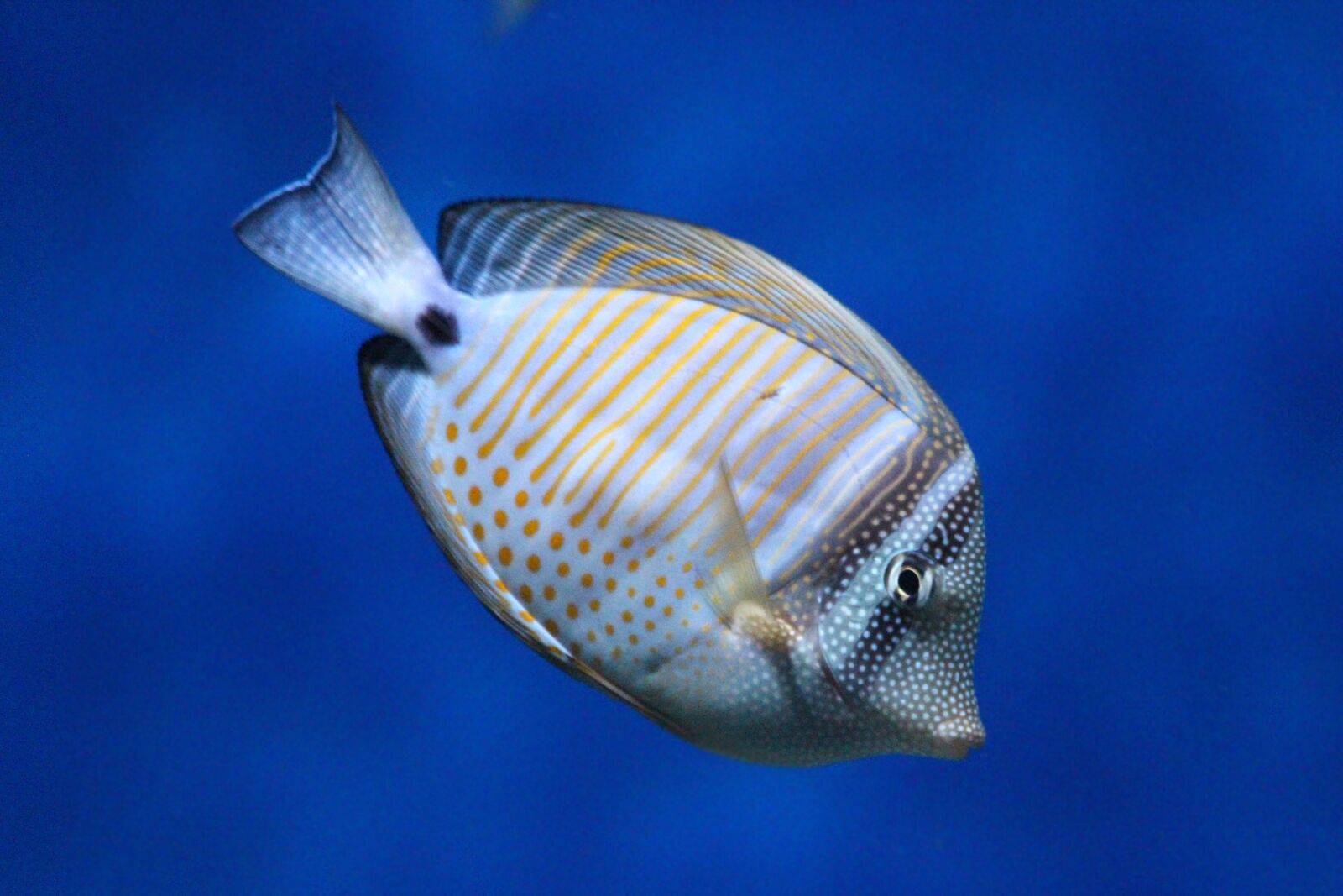 Canon EOS 650D (EOS Rebel T4i / EOS Kiss X6i) sample photo. Zebrasoma sailing, zebrasoma desjardinii photography