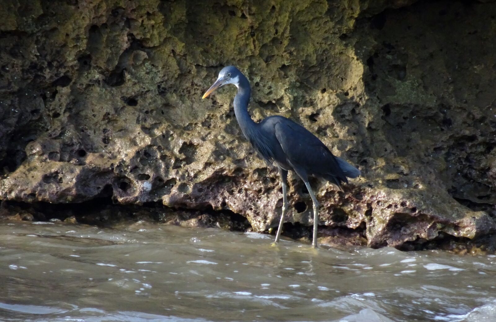 Sony Cyber-shot DSC-HX90V sample photo. Bird, wader, western reef photography