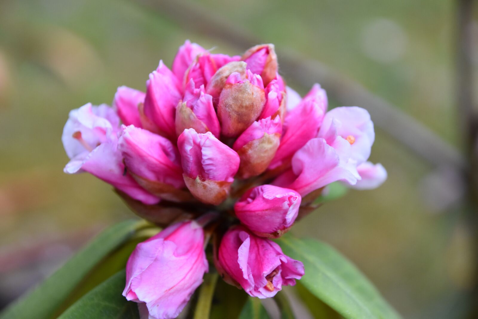 Nikon D5600 sample photo. Flower, nature, garden photography