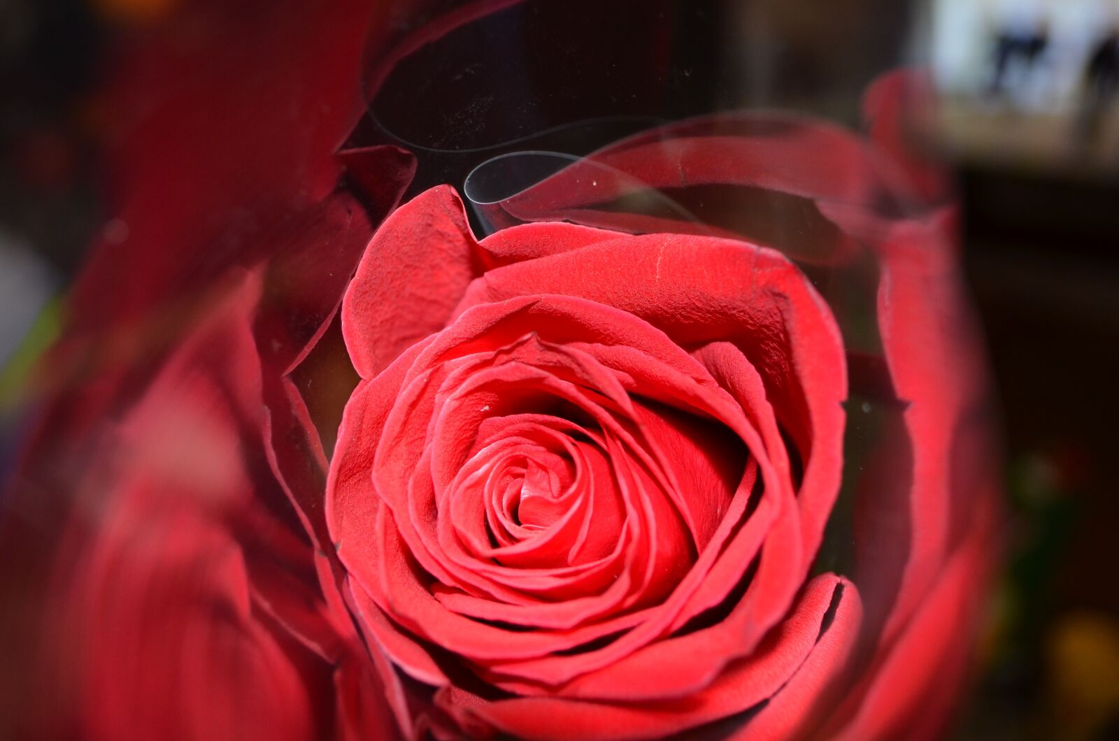 Nikon D5100 sample photo. Rose, red rose, flower photography