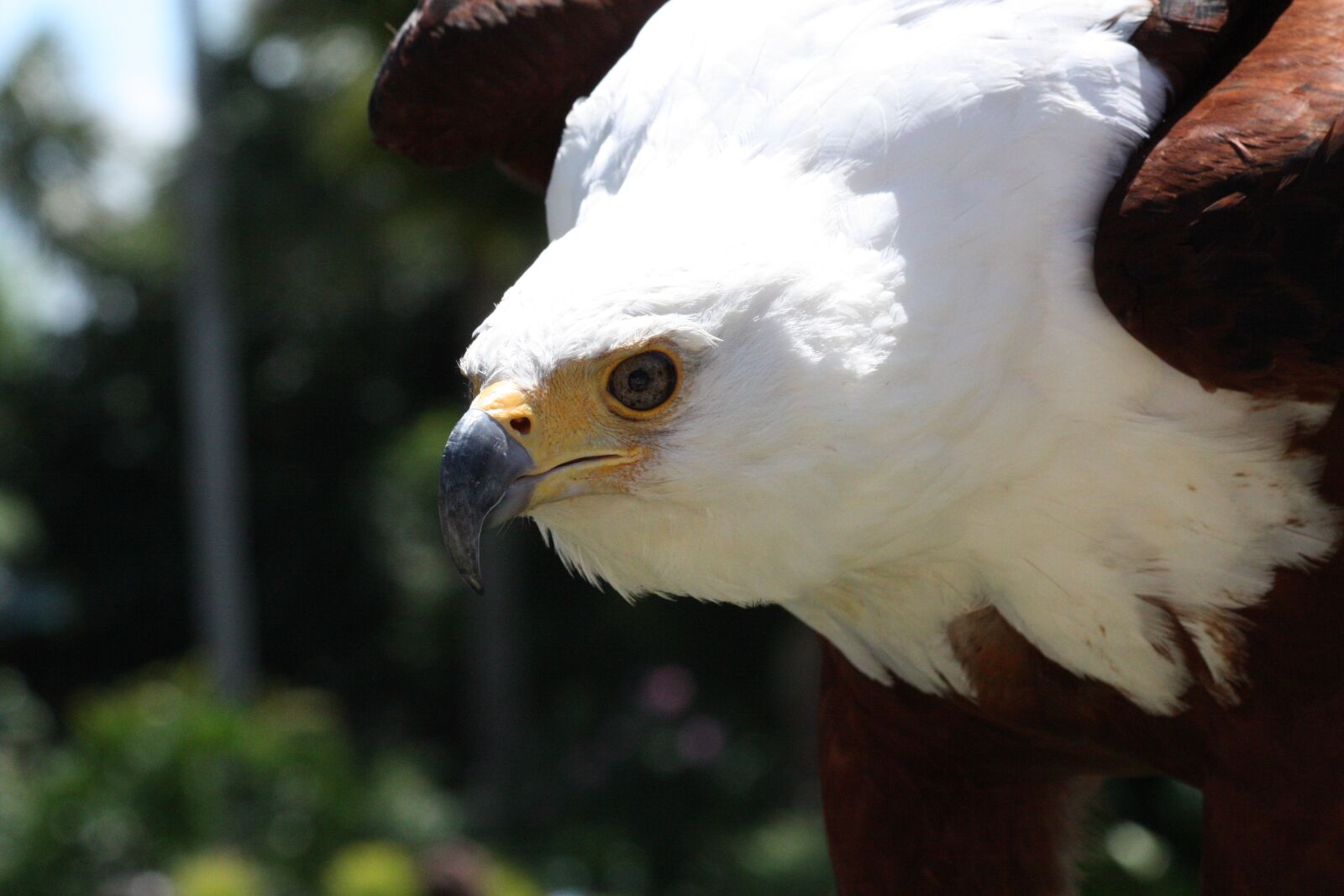 Canon EOS 450D (EOS Rebel XSi / EOS Kiss X2) sample photo. African fish eagle, eagle photography
