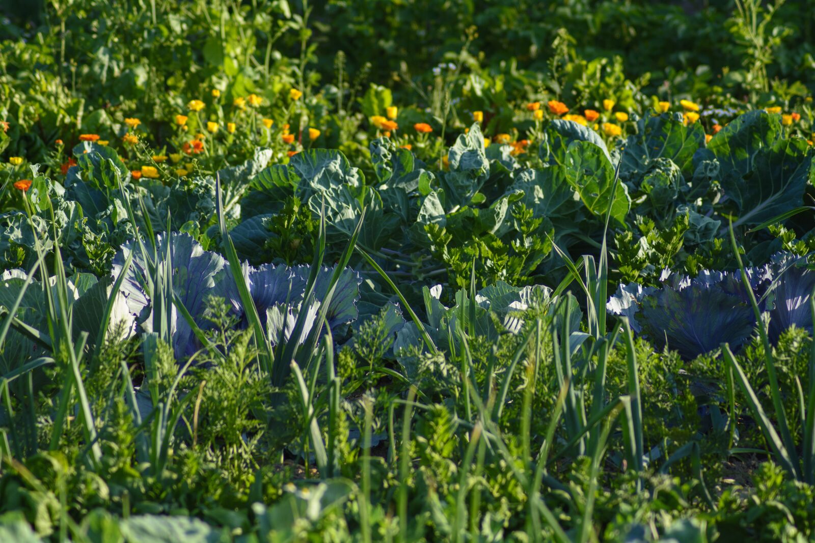 Nikon D7100 sample photo. Vegetables, vegetable patch, food photography