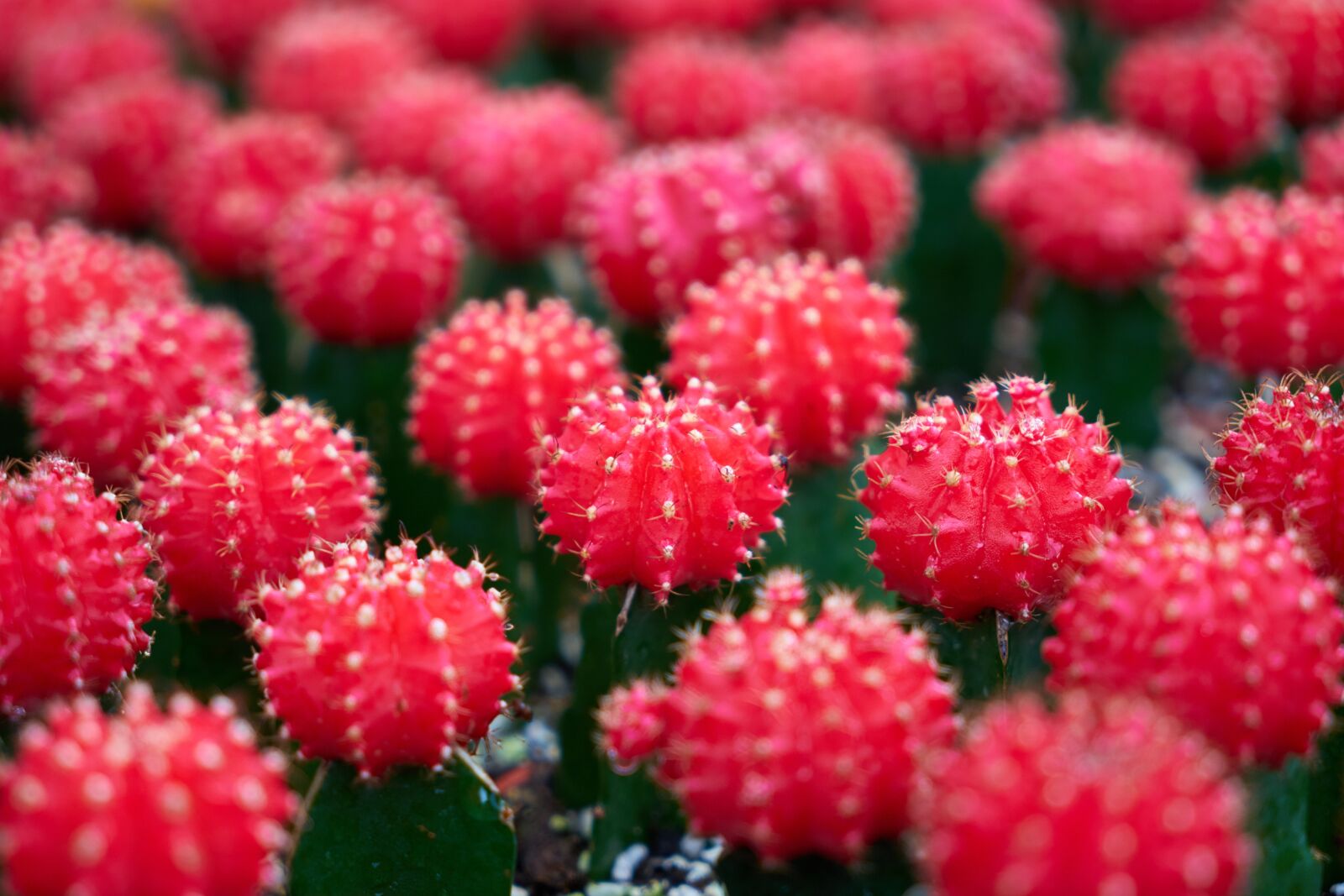 Sony a7R II sample photo. Cactus, plant, nature photography