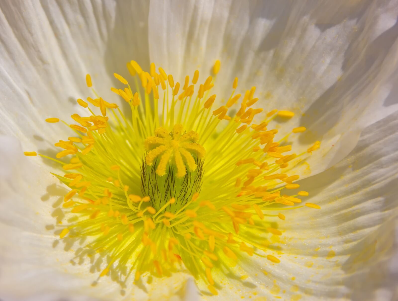 Canon EOS 60D sample photo. Klatschmohn, plant, nature photography