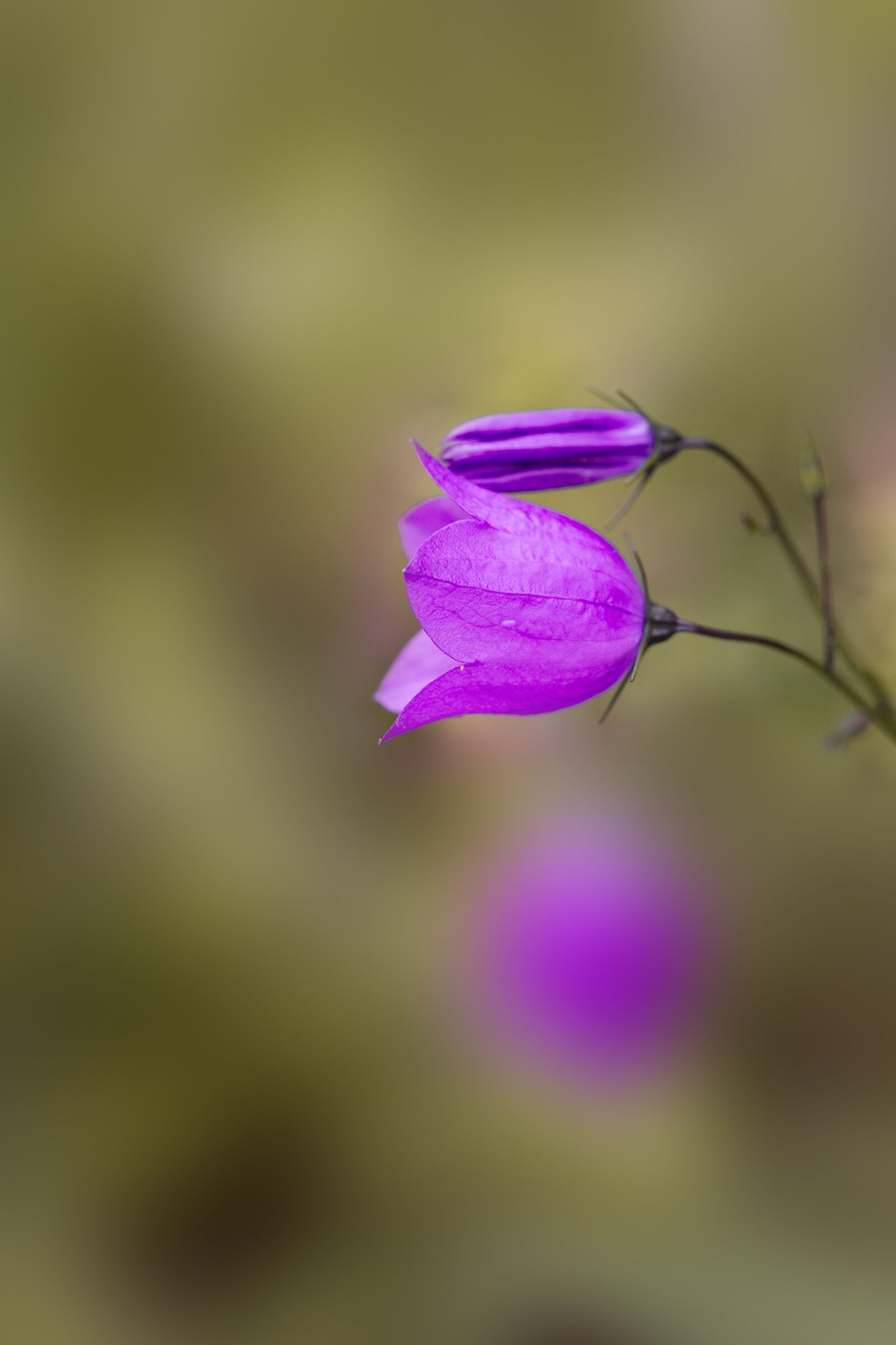 Nikon D7100 sample photo. Round leaved bellflower, campanula photography