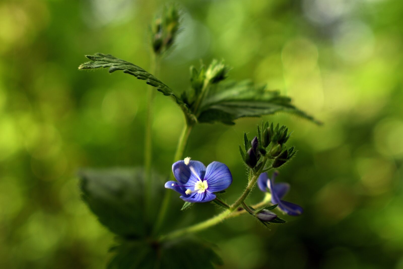 Nikon D3400 sample photo. Flower, flowers, flora photography