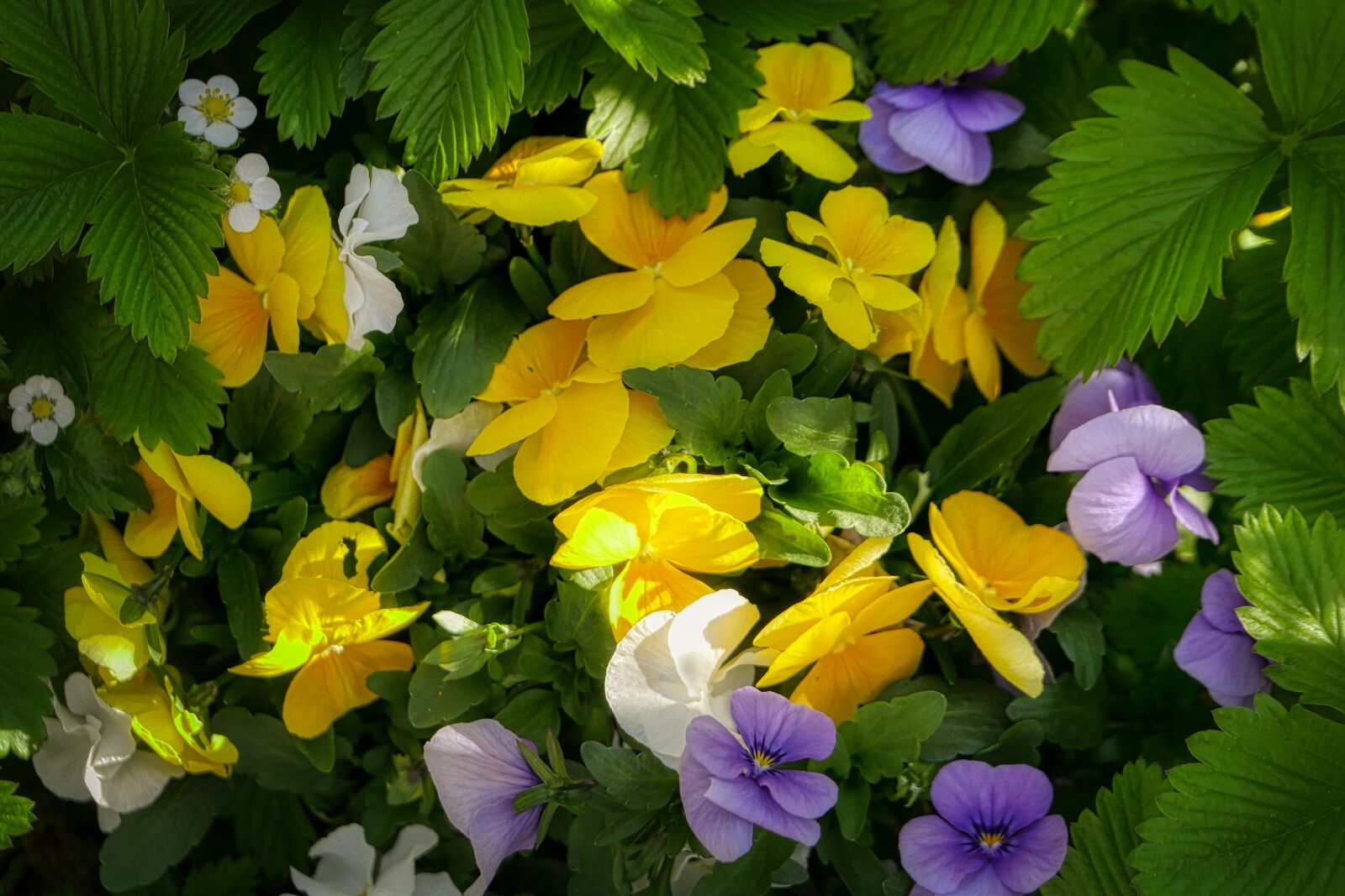Panasonic Lumix DMC-GX8 sample photo. Pansy, 400–500, blossom photography