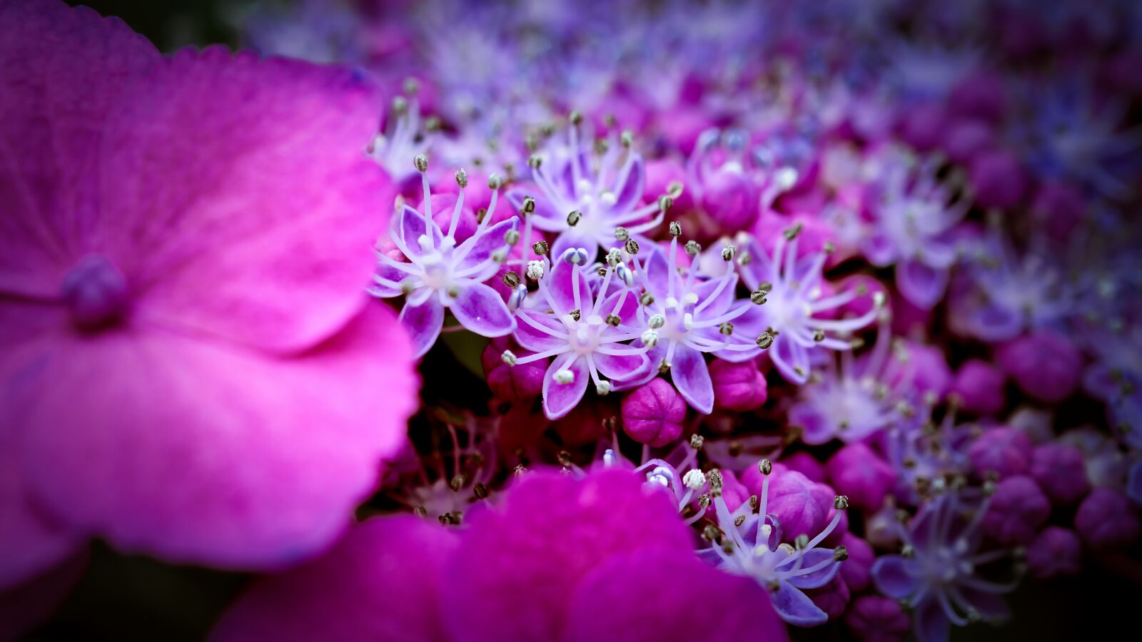 Canon EOS 200D (EOS Rebel SL2 / EOS Kiss X9) sample photo. Hydrangea, bright, flower photography