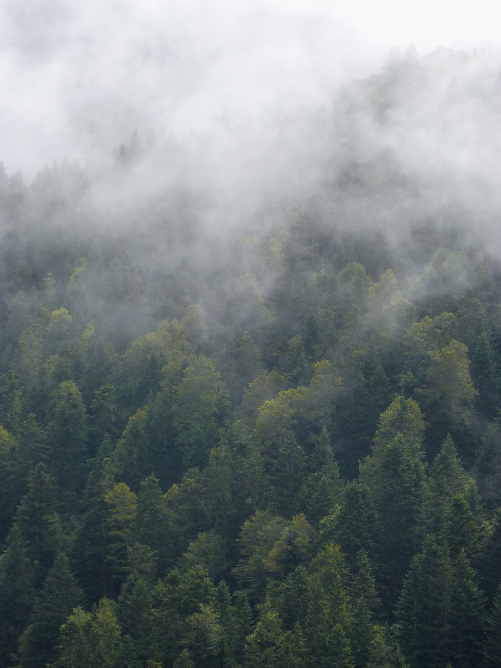 Panasonic DMC-FZ62 sample photo. Fog, forest, trees photography