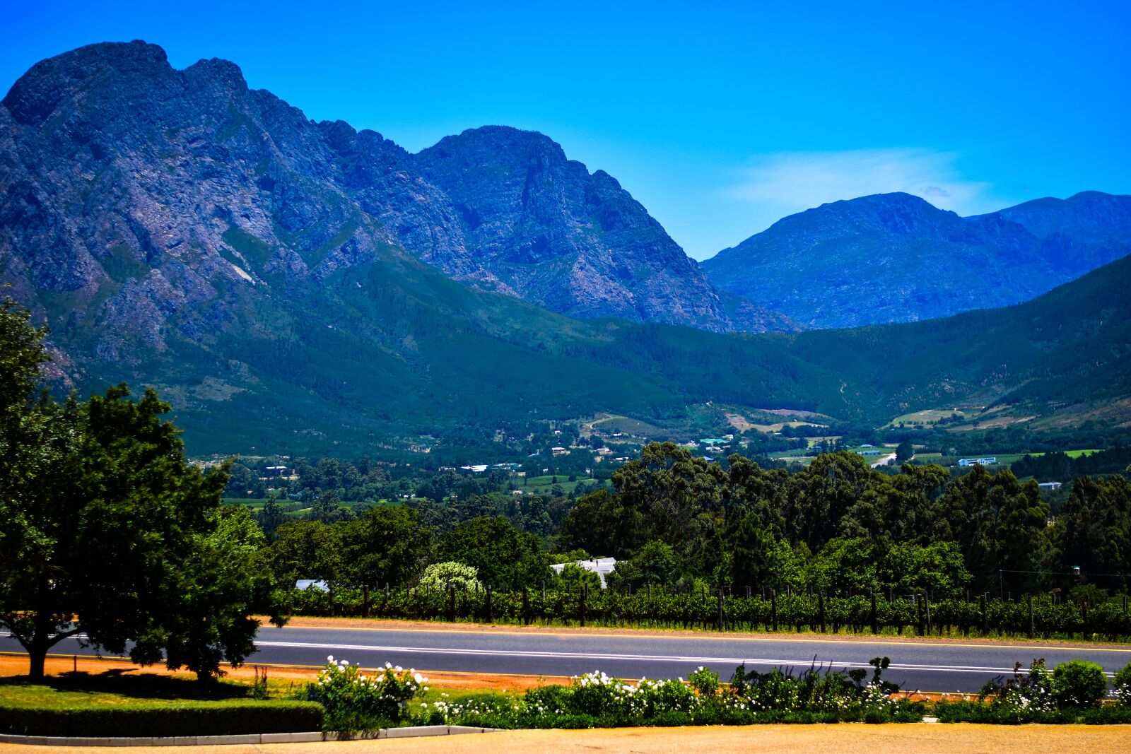 Nikon D5500 sample photo. Vineyard, mountain, south africa photography