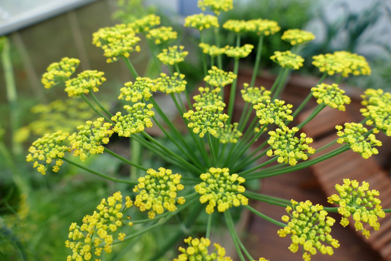 Panasonic Lumix DMC-FZ1000 sample photo. Fennel, blossom, bloom photography