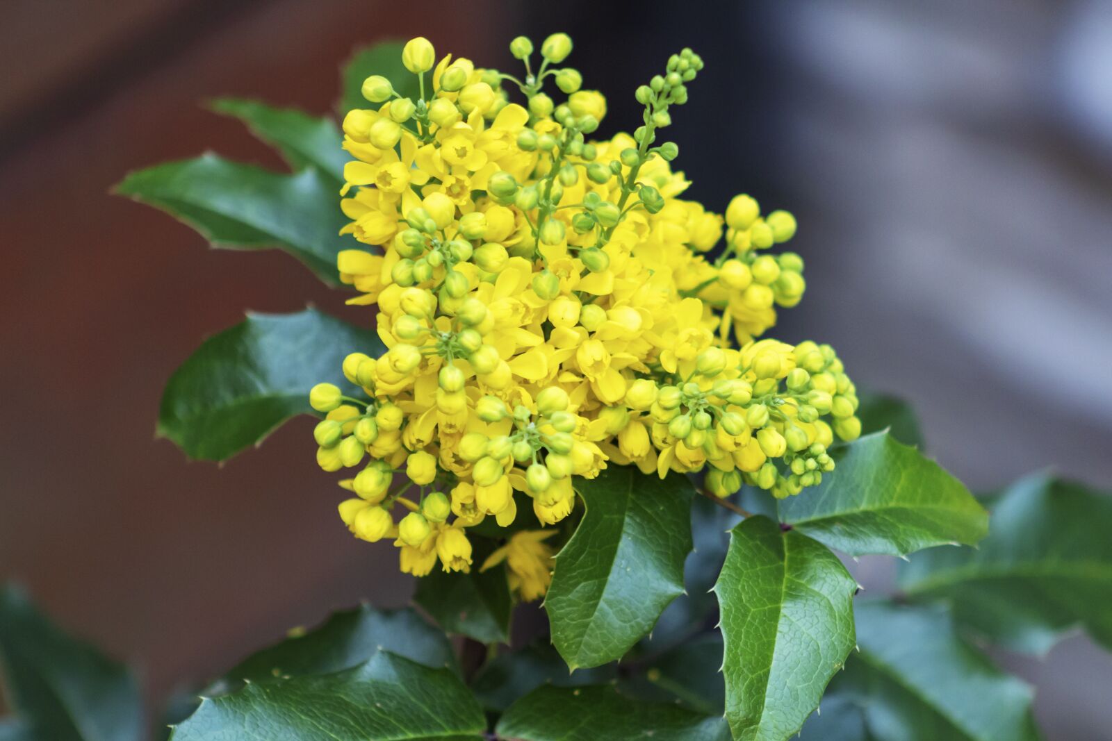 Canon EF75-300mm f/4-5.6 sample photo. Garden barberry, shrub, evergreen photography