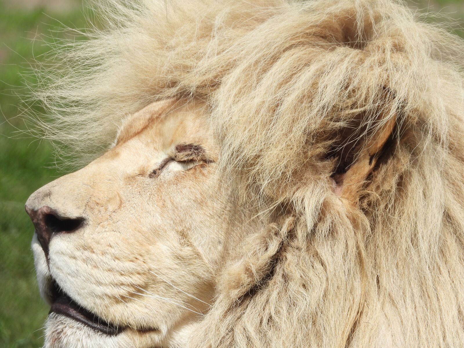 Nikon Coolpix P1000 sample photo. Lion, mammal, safari photography