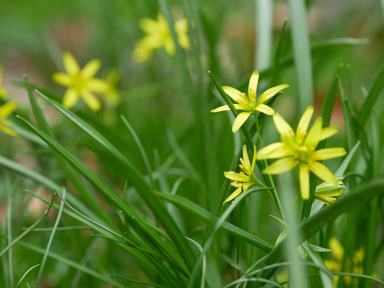 Panasonic Lumix DMC-GX85 (Lumix DMC-GX80 / Lumix DMC-GX7 Mark II) sample photo. Forest - yellow star photography