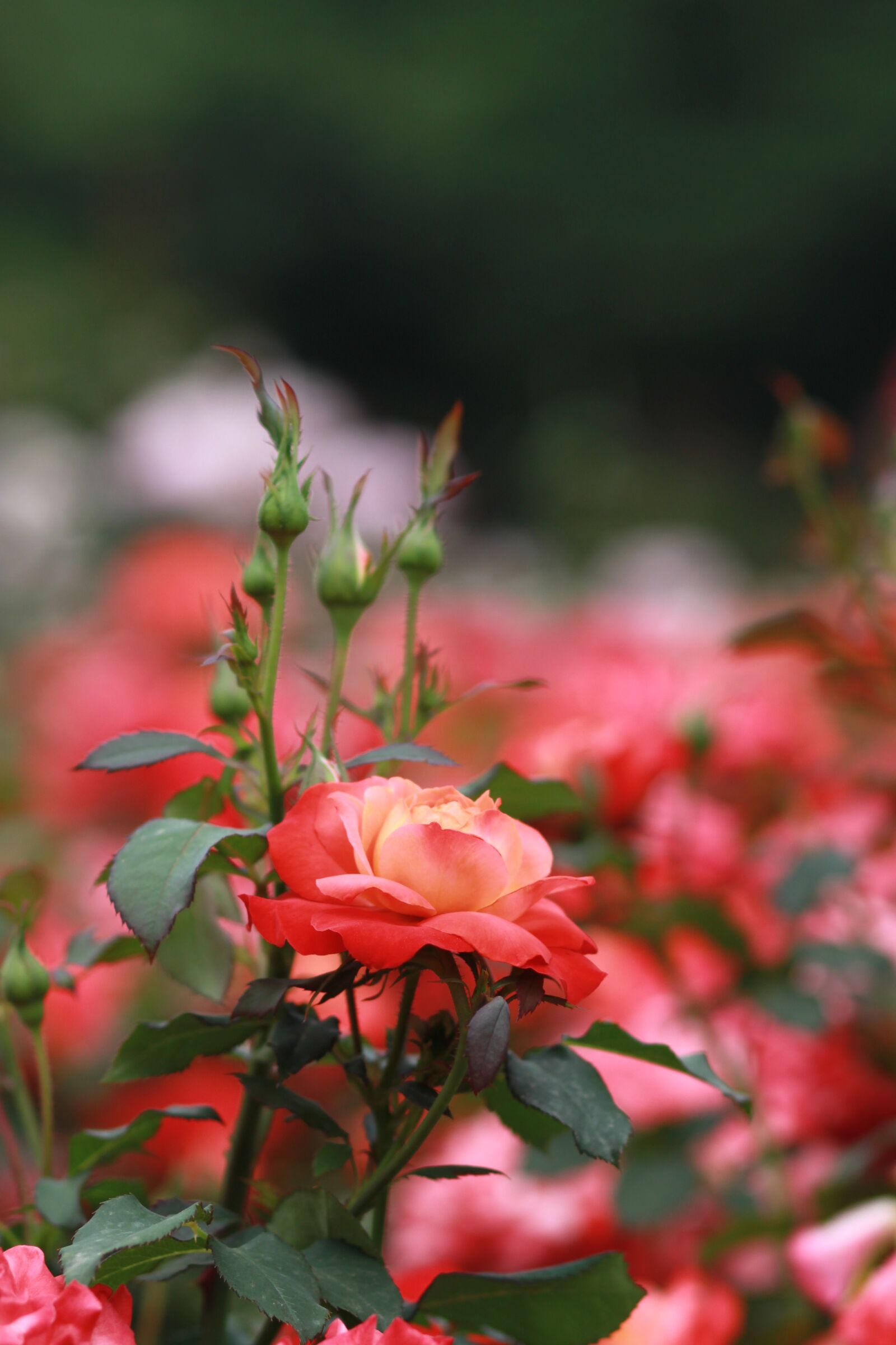 Canon EOS 500D (EOS Rebel T1i / EOS Kiss X3) sample photo. Rose, flowers, rose garden photography