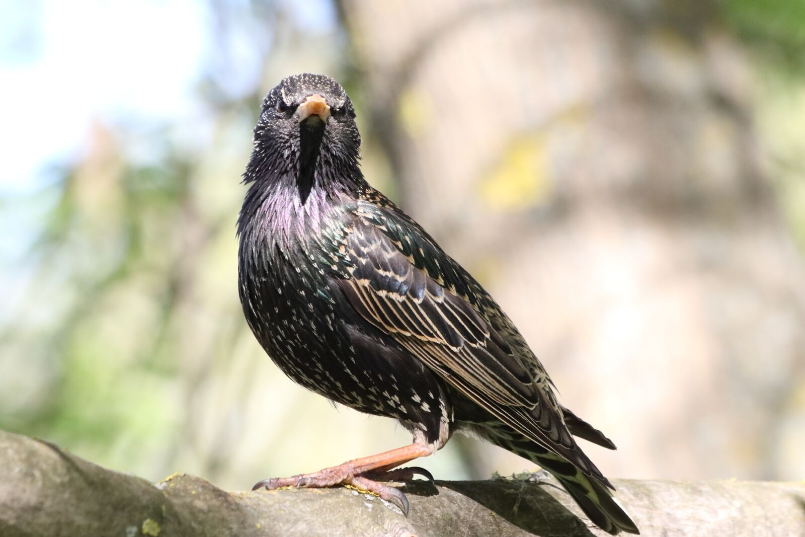 Canon EOS 77D (EOS 9000D / EOS 770D) + Canon EF 70-300mm F4-5.6 IS USM sample photo. Starling, spring, portrait photography