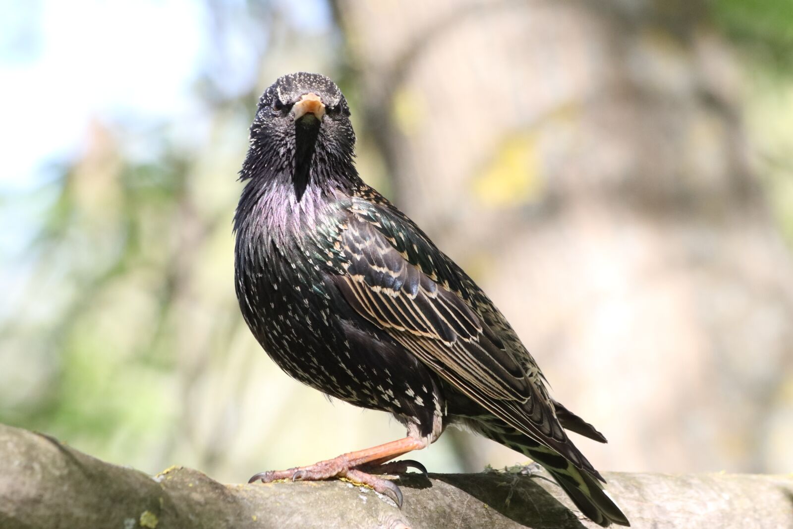 Canon EOS 77D (EOS 9000D / EOS 770D) sample photo. Starling, spring, portrait photography