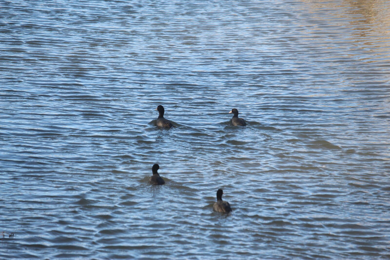 Canon EF-S 55-250mm F4-5.6 IS STM sample photo. New, migratory birds, animal photography