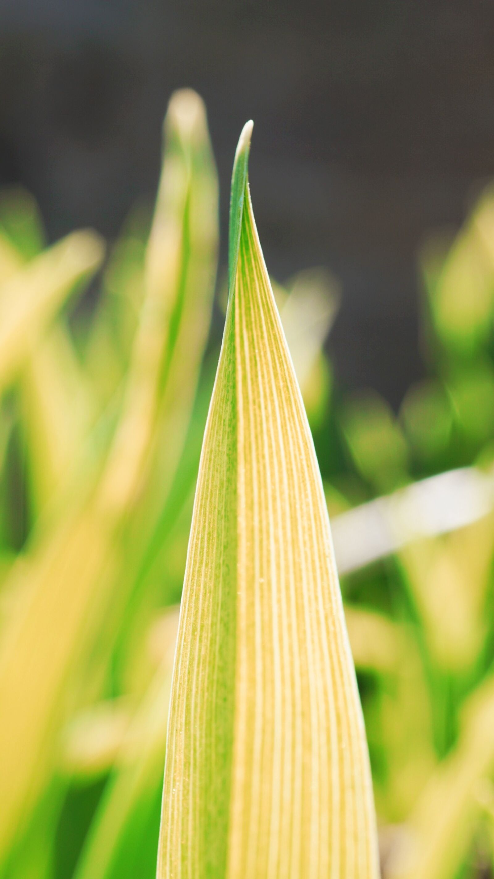 Sony a6000 sample photo. Leaf, spring, green photography