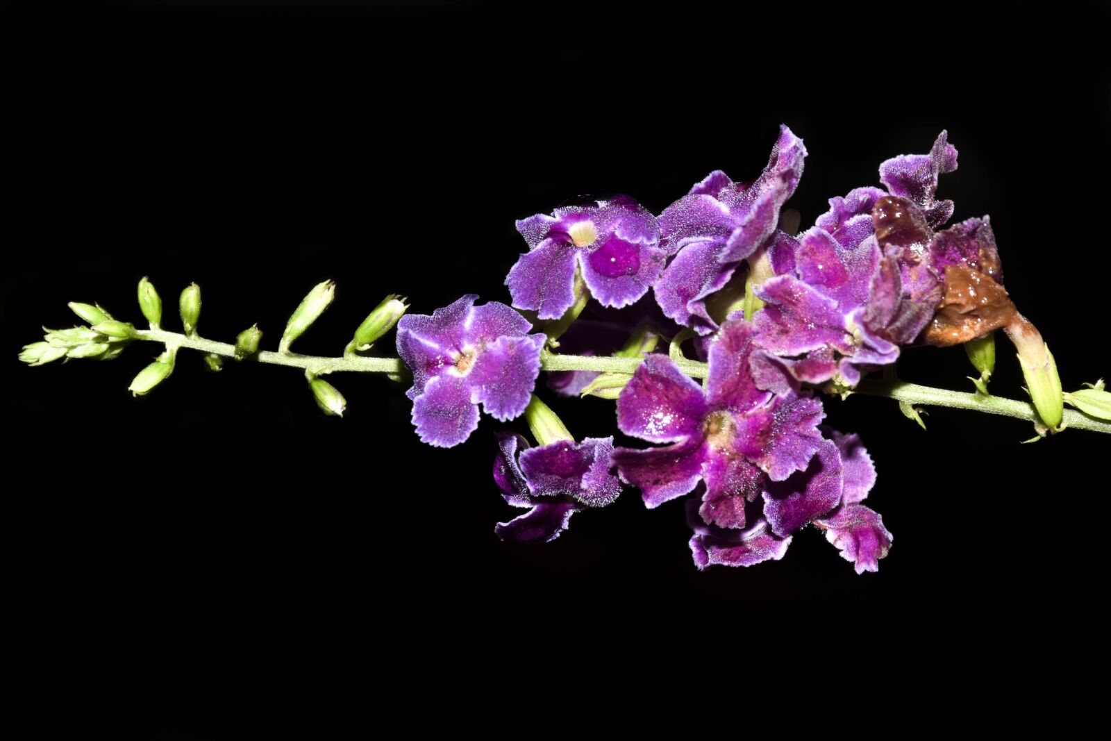 Nikon D7200 sample photo. Flowers, purple, guayacan photography
