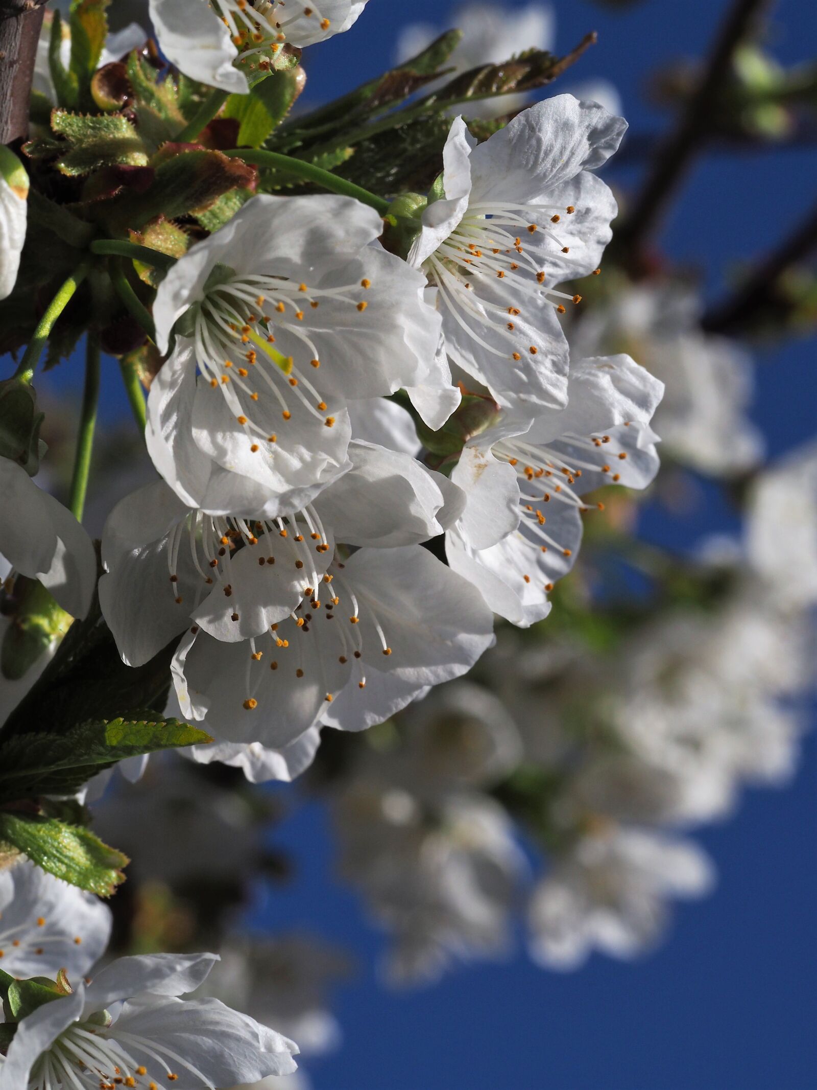 Olympus M.Zuiko Digital ED 60mm F2.8 Macro sample photo. Cherry blossom, spring, cherry photography
