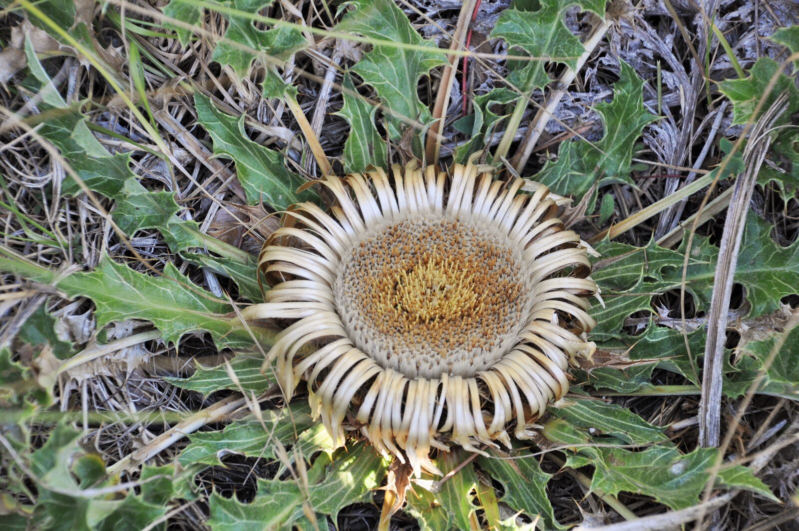 Nikon D90 sample photo. Flower, wild flower, thistle photography