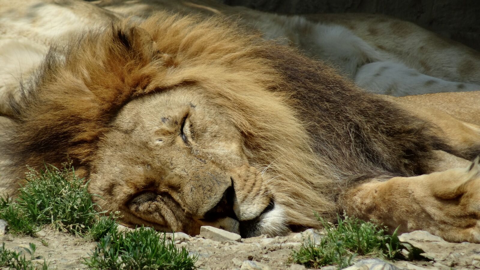 Sony DSC-HX50 sample photo. Lion, animals, zoo photography
