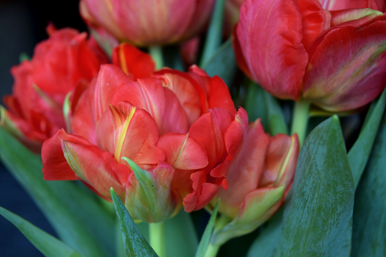 Nikon D3300 sample photo. Flowers, tulips photography