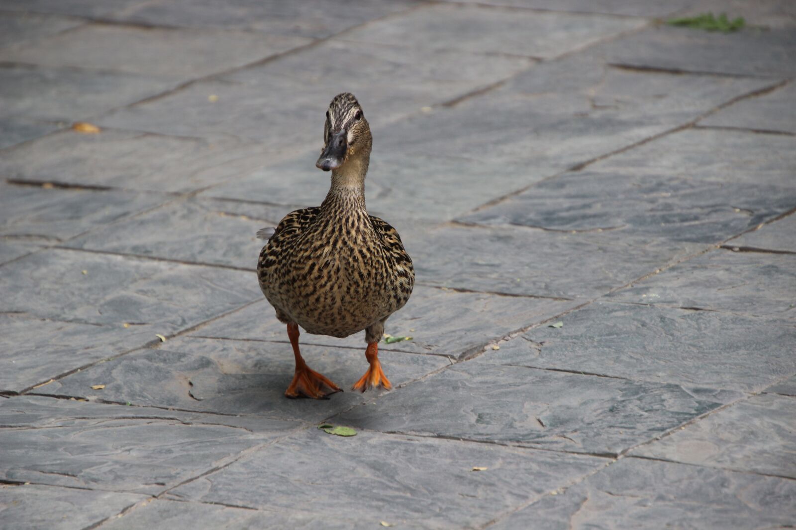 Canon EOS 600D (Rebel EOS T3i / EOS Kiss X5) sample photo. "Ducks, walking, mallard" photography