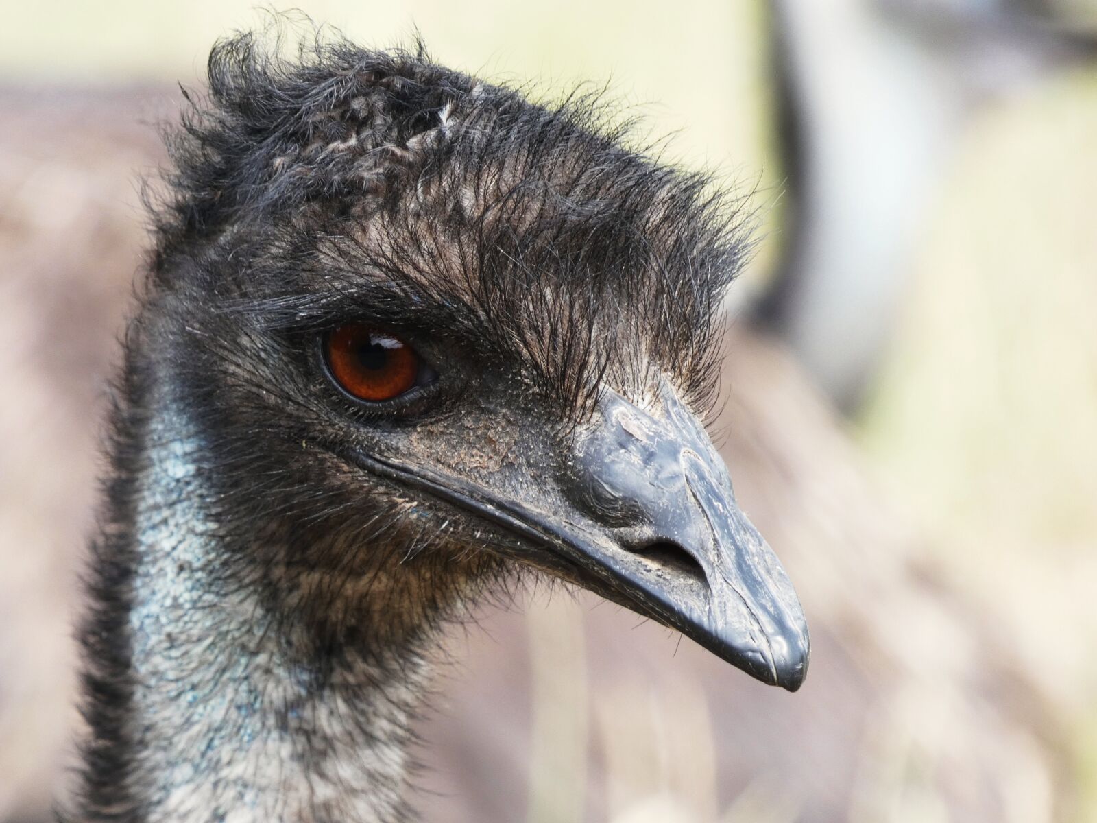 Panasonic Lumix DC-FZ80 (Lumix DC-FZ82) sample photo. Emu, emu head, eye photography